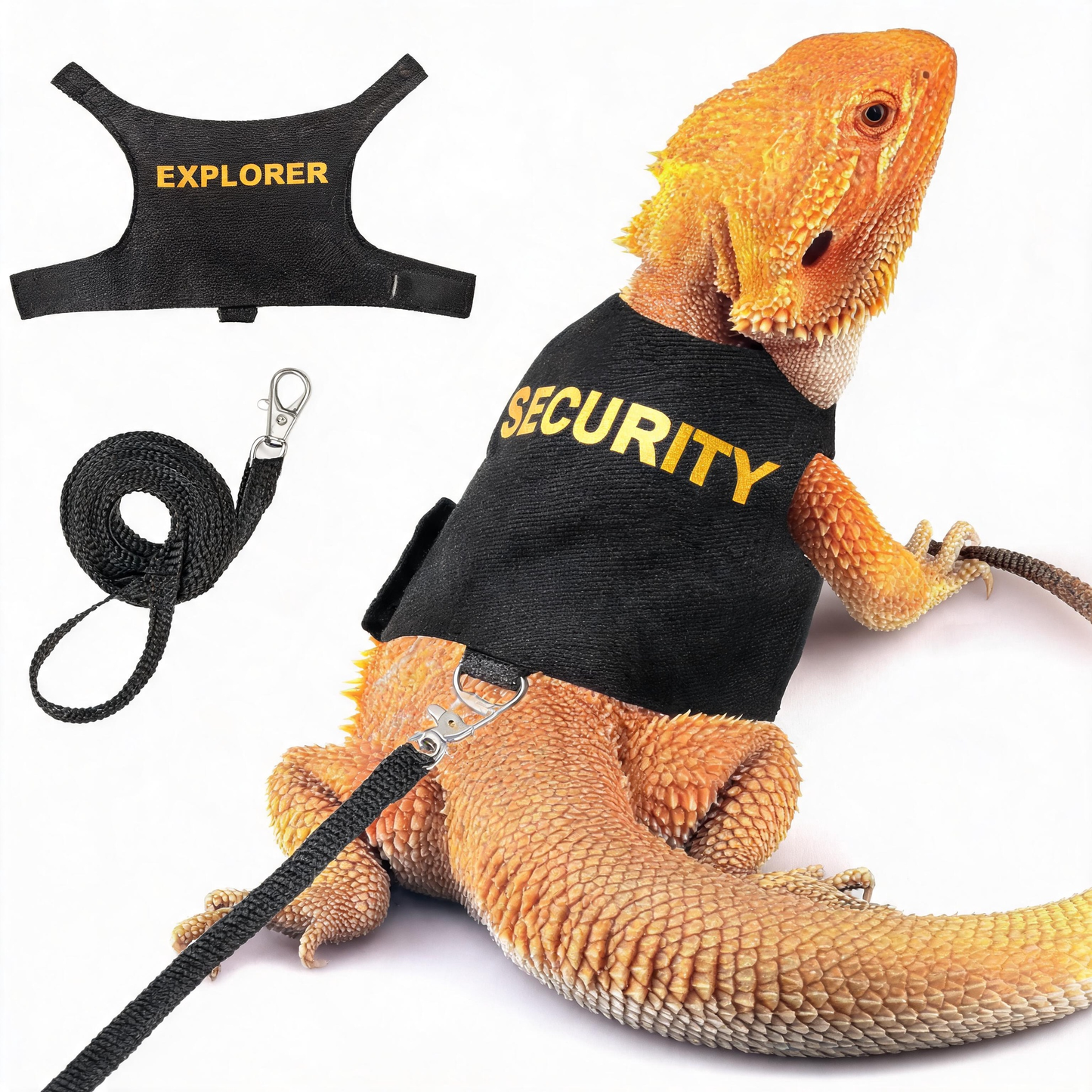 Bearded dragon wearing adjustable canvas harness with leash